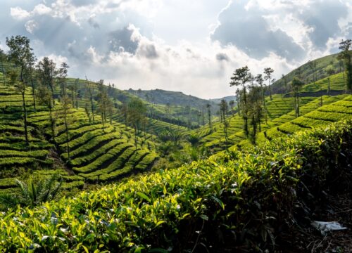 Nuwara Eliya